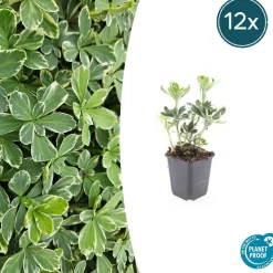 LA GREEN TOUCH - Pachysandre du japon 'variegata' x40 – entre 2,5 et 3,33m2