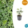 LA GREEN TOUCH - Pachysandre du japon 'variegata' x60 – entre 3,75 et 5m2