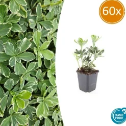 LA GREEN TOUCH - Pachysandre du japon 'variegata' x60 – entre 3,75 et 5m2