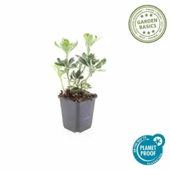 LA GREEN TOUCH - Pachysandre du japon 'variegata' x60 – entre 3,75 et 5m2