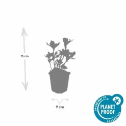 LA GREEN TOUCH - Pachysandre du japon 'variegata' x60 – entre 3,75 et 5m2