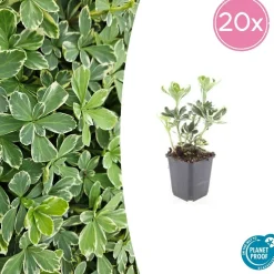 LA GREEN TOUCH - Pachysandre du japon 'variegata' x60 – entre 3,75 et 5m2