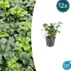 LA GREEN TOUCH - Pachysandre du japon 'green sheen' x12 – entre 0,75 et 1m2