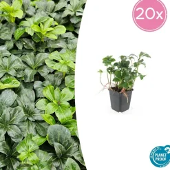 LA GREEN TOUCH - Pachysandre du japon 'green sheen' x12 – entre 0,75 et 1m2