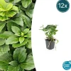 LA GREEN TOUCH - Pachysandre du japon x12 – entre 0,75 et 1m2