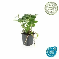 LA GREEN TOUCH - Pachysandre du japon x12 – entre 0,75 et 1m2