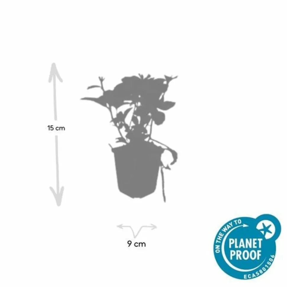 LA GREEN TOUCH - Pachysandre du japon x12 – entre 0,75 et 1m2