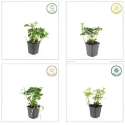 LA GREEN TOUCH - Pachysandre du japon x12 – entre 0,75 et 1m2