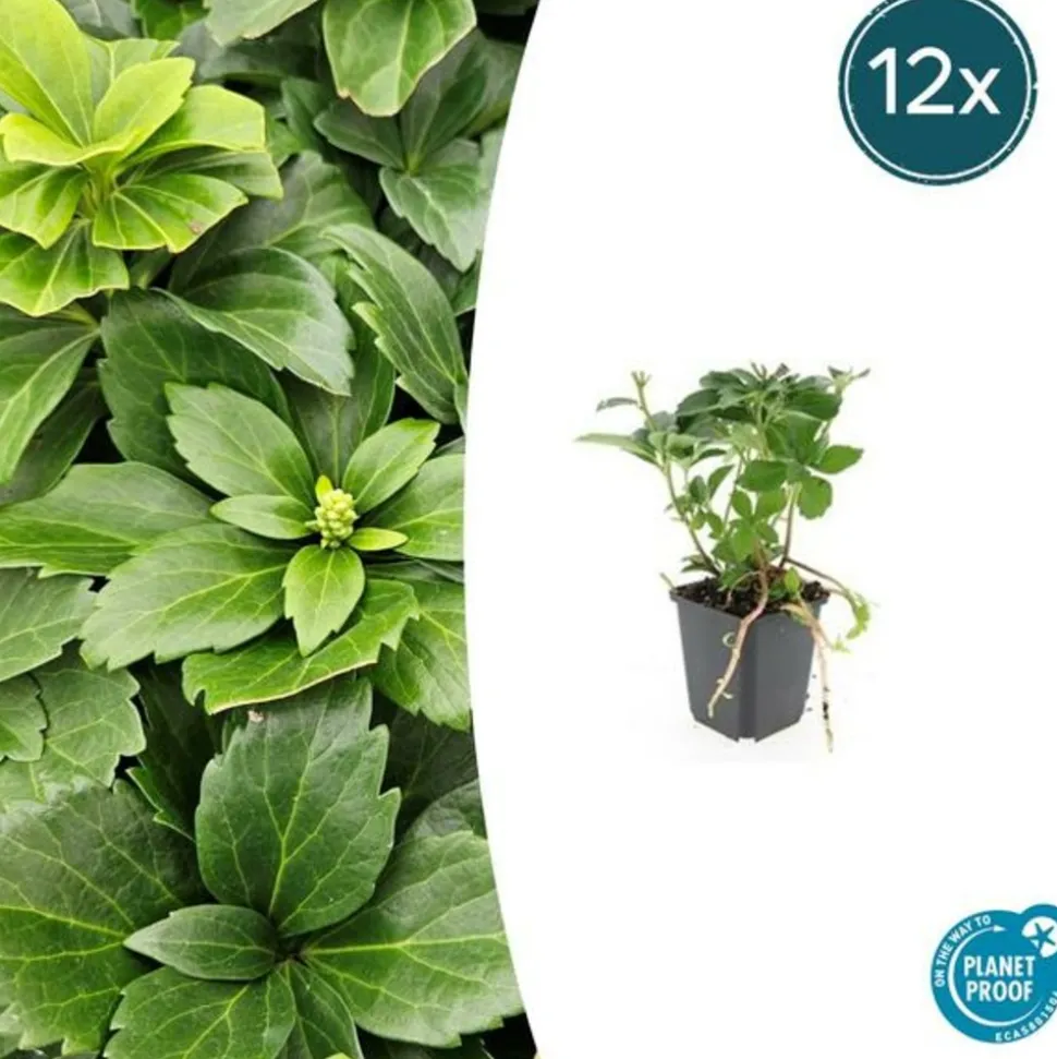 LA GREEN TOUCH - Pachysandre du japon x12 – entre 0,75 et 1m2