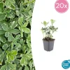 LA GREEN TOUCH - Pachysandre du japon 'variegata' x20 – entre 1,25 et 1,67m2