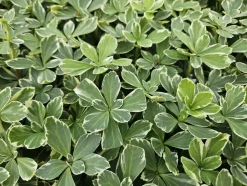LA GREEN TOUCH - Pachysandre du japon 'variegata' x20 – entre 1,25 et 1,67m2