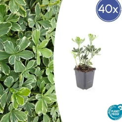 LA GREEN TOUCH - Pachysandre du japon 'variegata' x20 – entre 1,25 et 1,67m2