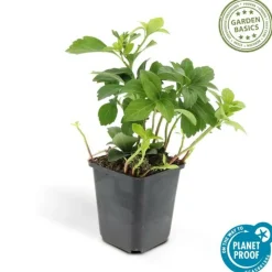 LA GREEN TOUCH - Pachysandre du japon 'green carpet' x20 – entre 1,25 et 1,67m2