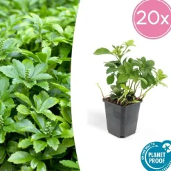 LA GREEN TOUCH - Pachysandre du japon 'green carpet' x20 – entre 1,25 et 1,67m2