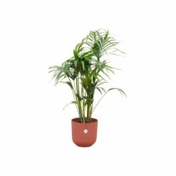 LA GREEN TOUCH - Palmier kentia 160cm et son pot rouge 26cm - hauteur 160cm