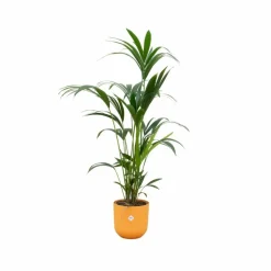 LA GREEN TOUCH - Palmier kentia 160cm et son pot orange 26cm - hauteur 160cm