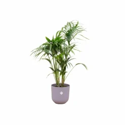 LA GREEN TOUCH - Palmier kentia 160cm et son pot violet 26cm - hauteur 160cm