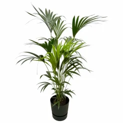 LA GREEN TOUCH - Palmier kentia 160cm et son pot noir + reservoir - hauteur 160cm
