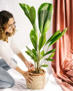 LA GREEN TOUCH - Palmier licuala grandis h110cm 120cm - plante d'intérieur