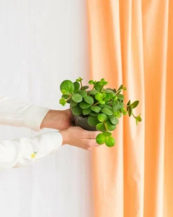 LA GREEN TOUCH - Peperomia hope 15cm - plante d'intérieur