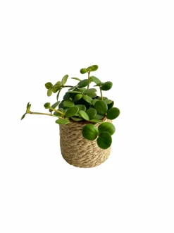 LA GREEN TOUCH - Peperomia hope 15cm - plante d'intérieur