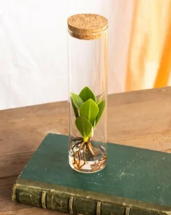 LA GREEN TOUCH - Petit clusia en hydroculture et tube