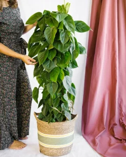 LA GREEN TOUCH - Philodendron scandens 120cm - plante d'intérieur