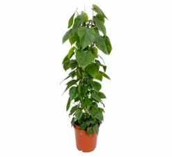LA GREEN TOUCH - Philodendron scandens 120cm - plante d'intérieur