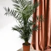 LA GREEN TOUCH - Phoenix canariensis 130cm - plante d'intérieur