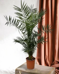 LA GREEN TOUCH - Phoenix canariensis 130cm - plante d'intérieur