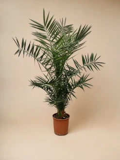 LA GREEN TOUCH - Phoenix canariensis 130cm - plante d'intérieur