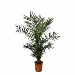 LA GREEN TOUCH - Phoenix canariensis 130cm - plante d'intérieur