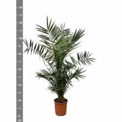 LA GREEN TOUCH - Phoenix canariensis 130cm - plante d'intérieur