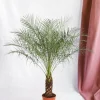 LA GREEN TOUCH - Phoenix roebelenii 150cm - plante d'intérieur