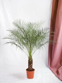 LA GREEN TOUCH - Phoenix roebelenii 150cm - plante d'intérieur