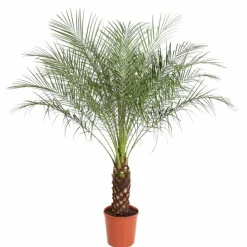 LA GREEN TOUCH - Phoenix roebelenii 150cm - plante d'intérieur