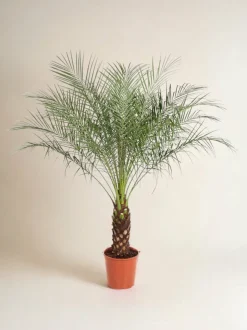 LA GREEN TOUCH - Phoenix roebelenii 150cm - plante d'intérieur
