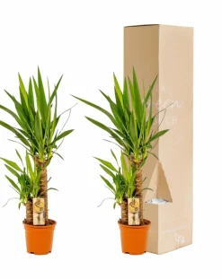 LA GREEN TOUCH - Plante d'intérieur - coffret yucca - lot de 2 plantes, h90cm 90cm - plante d'intérieur 90cm