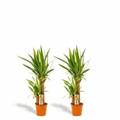 LA GREEN TOUCH - Plante d'intérieur - coffret yucca - lot de 2 plantes, h90cm 90cm - plante d'intérieur 90cm