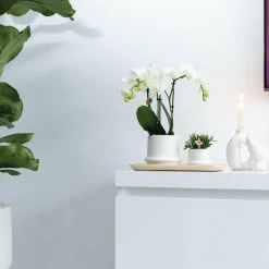 LA GREEN TOUCH - Plateau ovale en bambou