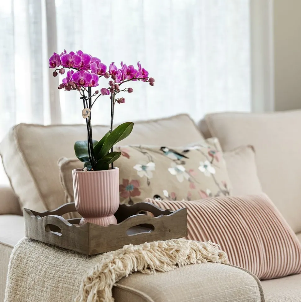 LA GREEN TOUCH - Pot décoratif diabolo rose