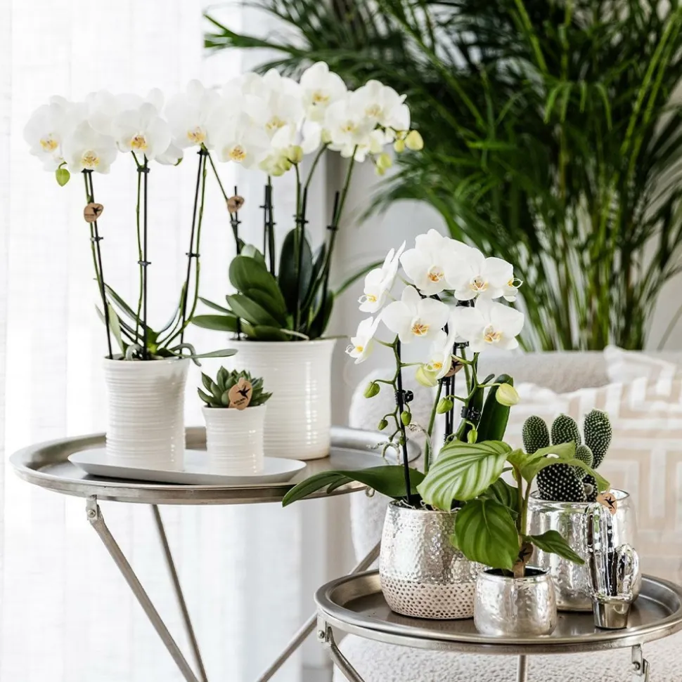 LA GREEN TOUCH - Pot décoratif elite argenté