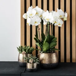 LA GREEN TOUCH - Pot décoratif citrus cuivre élité