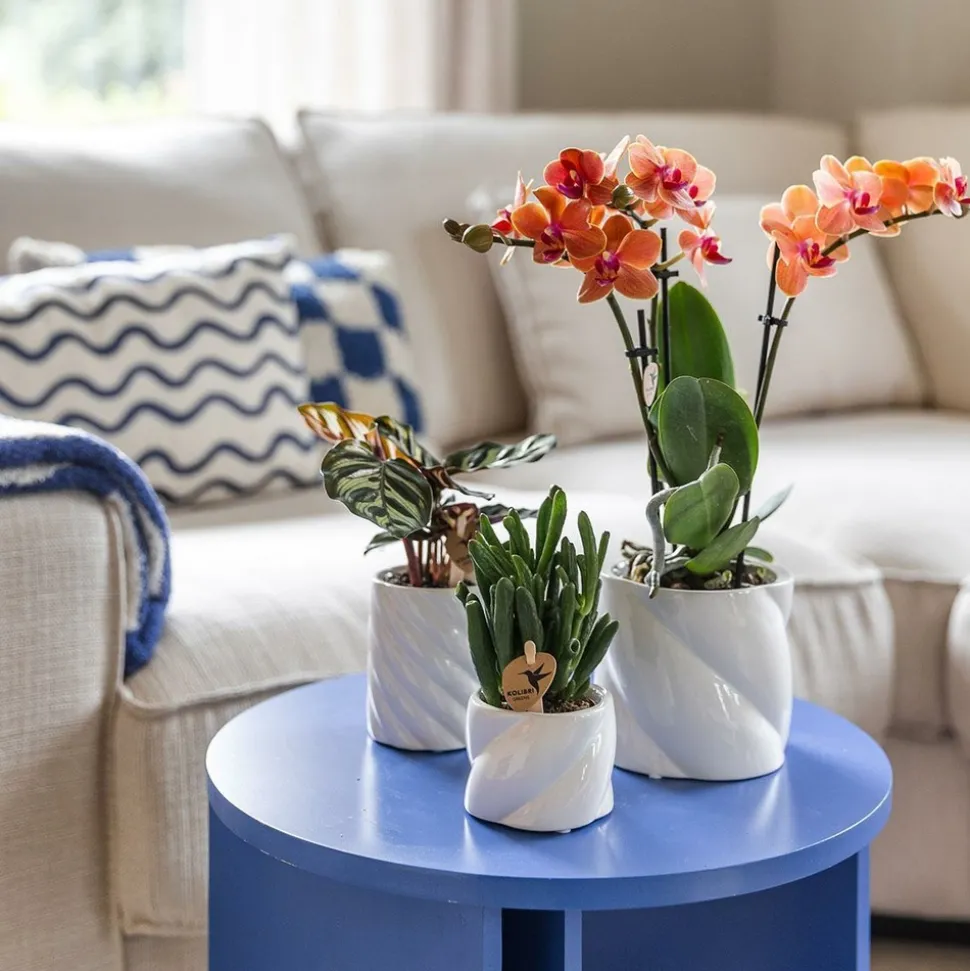 LA GREEN TOUCH - Pot décoratif candy - blanc