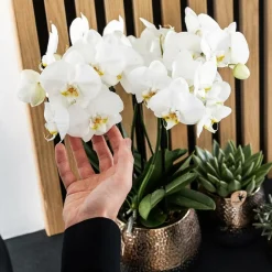 LA GREEN TOUCH - Pot décoratif elite en cuivre