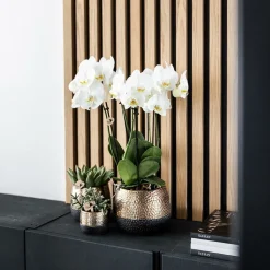 LA GREEN TOUCH - Pot décoratif elite en cuivre