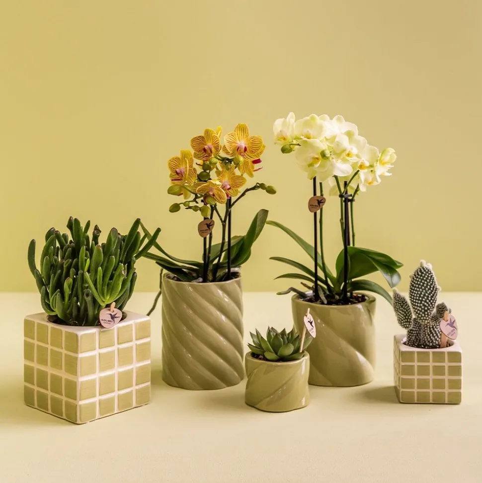 LA GREEN TOUCH - Pot décoratif candy vert