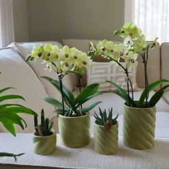 LA GREEN TOUCH - Pot décoratif candy vert