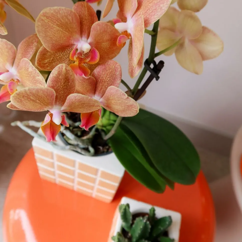 LA GREEN TOUCH - Pot décoratif mosa orange