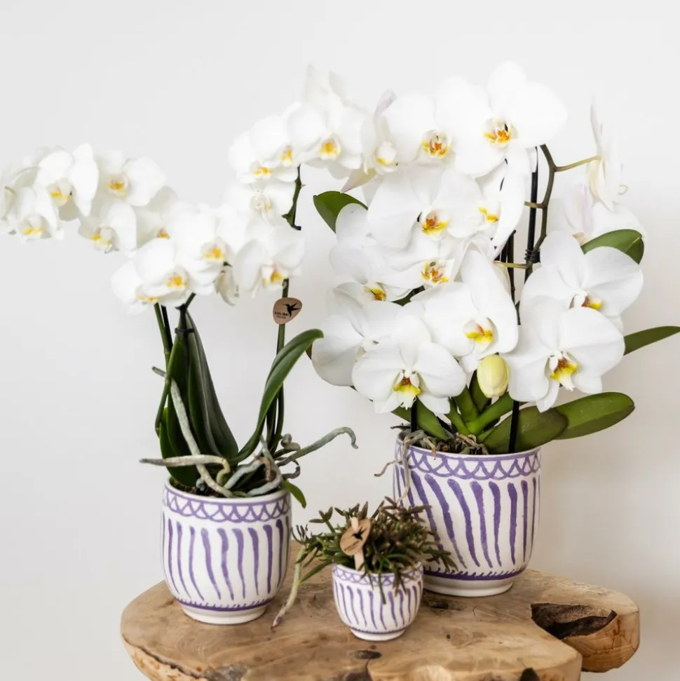 LA GREEN TOUCH - Pot décoratif granada - lilas